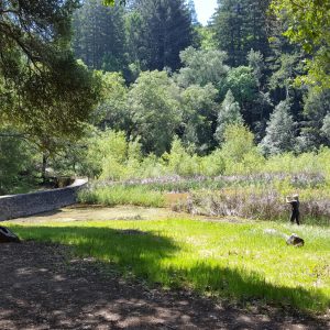 Jack London's Lake Restoration