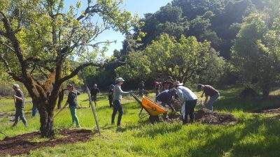 Historic Orchard Restoration