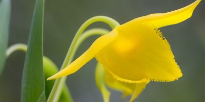 Spring Wildflower Hike
