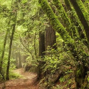 General Admission – Mindful Walk- Saturday April 20 (parking fee extra)