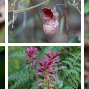 General Admission – Wildflowers and Trillium – Saturday 3/7/19 11am-2:00pm