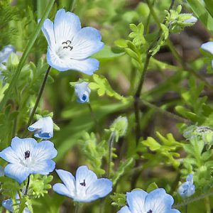 General Admission – Hike into Spring – Sunday 4/28/19 10am-1:30 pm (parking extra)