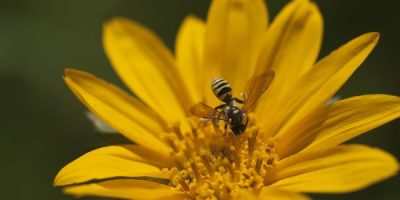 General Admission -$20.00- Springtime Blooms and Birds