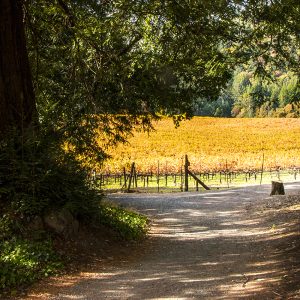 Reservation-Turkey Waddle Hike-November 26, 2021