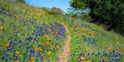 Wildflowers on the East Slope of Sonoma Mountain