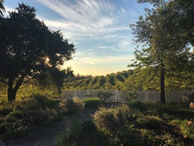 Jack London Experience V - A Cottage Garden Afternoon
