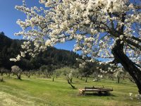 Historic Orchard Restoration