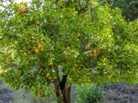 Historic Orchard Restoration