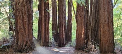 New! The Redwood Experience, November 28, 2021