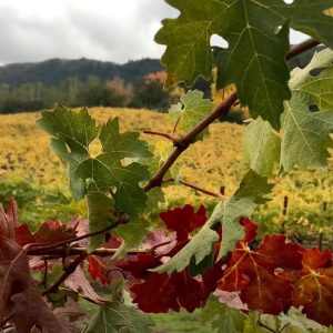 Take 5 with Jack Nature and wellness video shorts