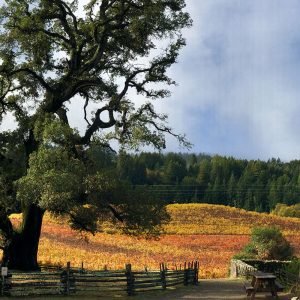 Public Admission-Jack London’s Heritage Trees October 16, 2021