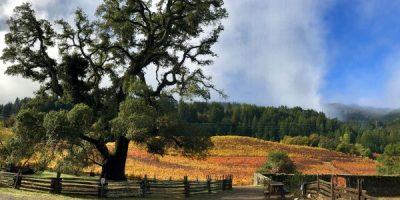 Public Admission-Jack London's Heritage Trees October 16, 2021