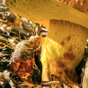Member Admission-Mushroom Underground