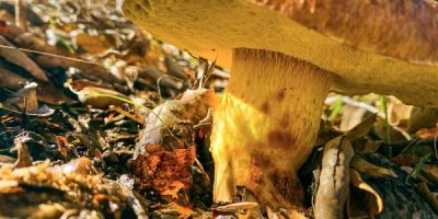 Member Admission-Mushroom Underground