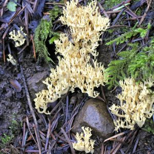 Member Admission-Mushroom Underground Copy