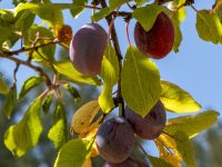 Historic Orchard Restoration