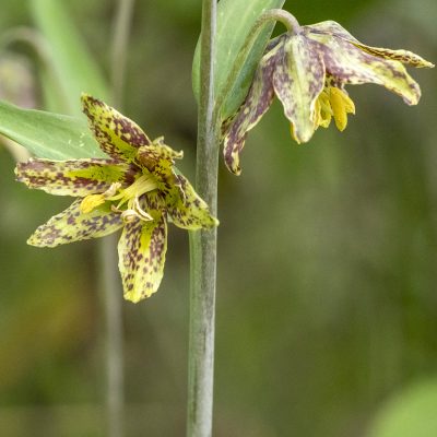 Wildflowers 101 2023