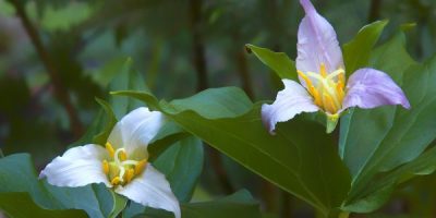 General Admission -$10.00- Wildflowers 101 Rescheduled