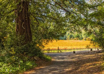 Turkey Waddle Hike-2022