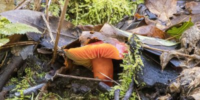 Mushrooms - The Underground Story  Part 2