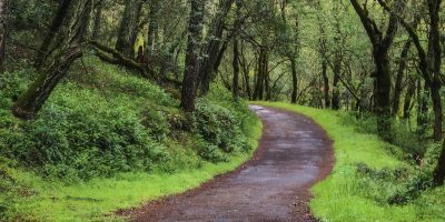 Nature on Sonoma Mountain