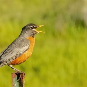 General Admission -$10.00- Early Spring Birds – Tuesday 3/29/2022, 10am-Noon