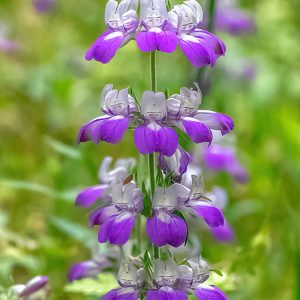 General Admission -$10.00- April Wildflowers 101- Saturday 4/15/2023, 10am-Noon