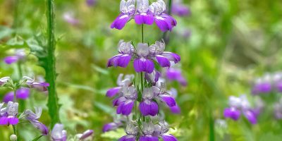 Wildflowers 101 -April 15, 2023
