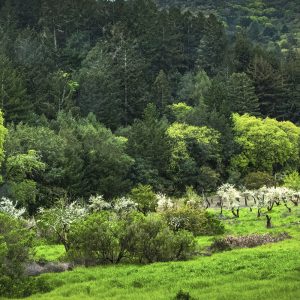General Admission – Springtime Historic Orchard Restoration Hike & Tour
