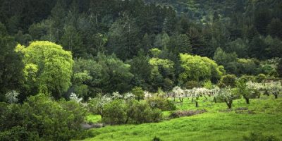 General Admission - Springtime Historic Orchard Restoration Hike & Tour