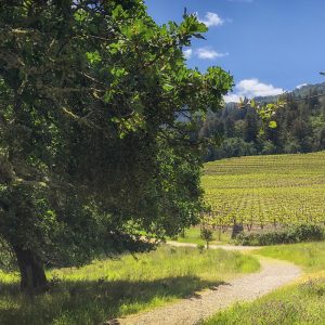 General Admission – Mindful Walk-June 26, 2022
