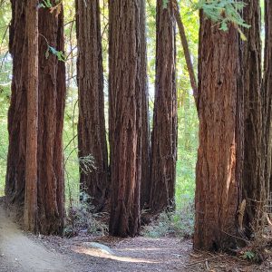 General Admission – The Redwood Experience June 11, 2022