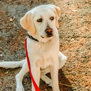 General Admission – Walk’n Wag – July 17, 2022