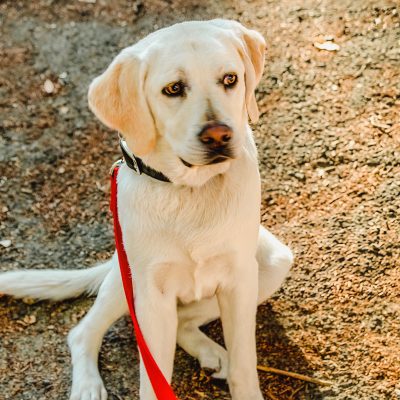 Walk'n Wag 2022