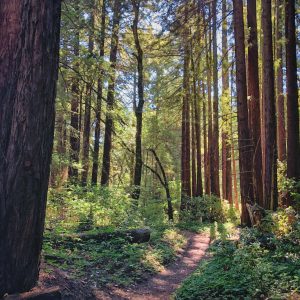 Volunteer Reservation – Redwood-Orchard Hike, July 9, 2022