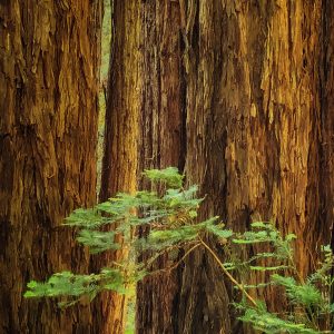 General Admission – Perfect Redwood-Hike, September 3, 2022