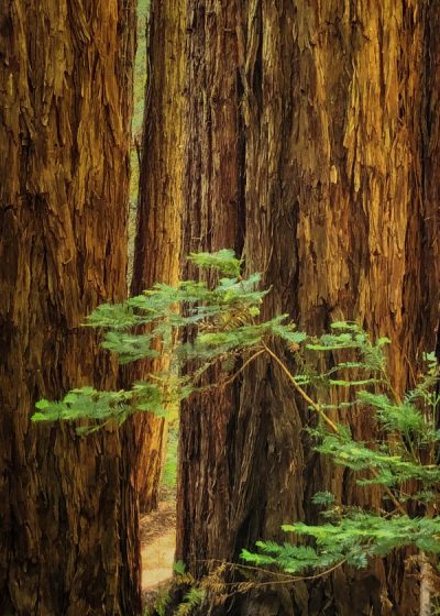 General Admission - Perfect Redwood-Hike, September 3, 2022