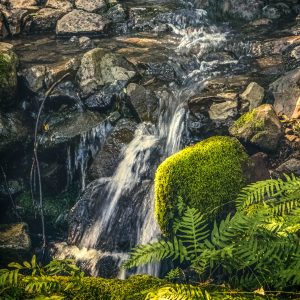 General Admission- $10.00 Almost Spring Hike