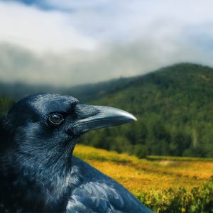 General Admission -$10.00- Crow, Raven and Jays on Sonoma Mountain