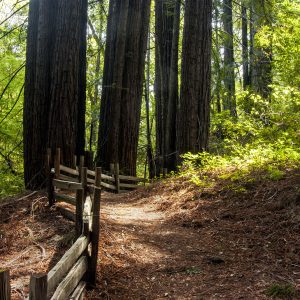 Reservation – Redwood Hike-Ca-State-Parks-Week