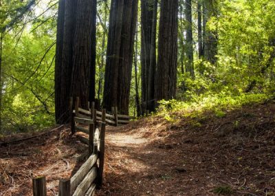Reservation - Redwood Hike-Ca-State-Parks-Week