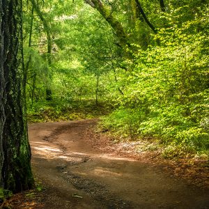 General Admission $15.00- Springtime Orchard-Redwood Hike (plus parking)