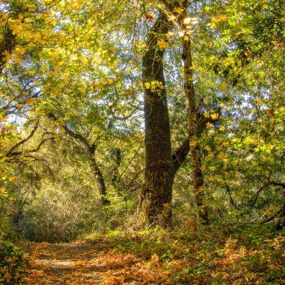 Reservation- Fall-Hike-November 2022