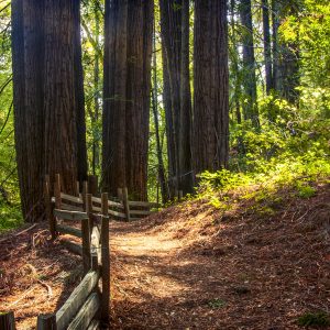 Reservation- Redwood Fitness Hike-October 2022