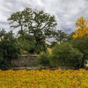 General Admission $15-Fall Color Photo Walk 2022