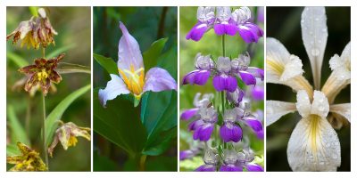 General Admission -$10.00- Eye For Wildflowers - Saturday 3/18/2023, 10am-Noon