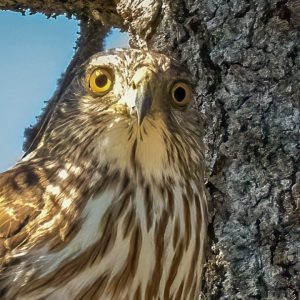 General Admission -$10.00- Birds and Words on Sonoma Mountain