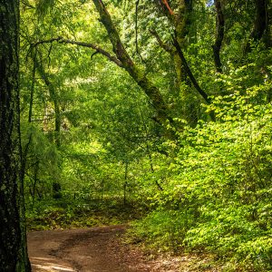 General Admission $10.00- Redwood Fitness Hike April 1, 2023