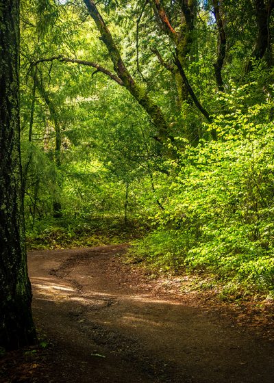 Redwood Fitness Hike April 2023