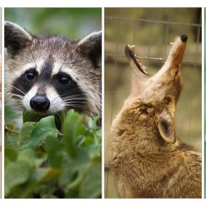 General Admission (Free) – Living with Wildlife-May 20,2023